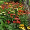 'Cheyenne Spirit' Coneflower