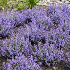 'Cat's Pajamas' Catmint -GREAT GARDEN PLANTS 007a41431a16418c80d39db60b946bc7