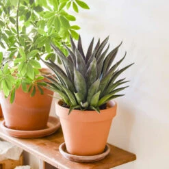 ART & SOL™ 'Thunderbird' Mangave 8 ART & SOL™ 'Thunderbird' Mangave -GREAT GARDEN PLANTS 03aafb083695892d18a515da2e8bad76