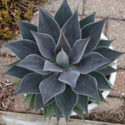 Mad About Mangave® 'Lavender Lady' Mangave 6 Mad About Mangave® 'Lavender Lady' Mangave -GREAT GARDEN PLANTS 056ee8ecc407e7b185d07c4f22227802