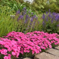 'Paint The Town Fancy' Dianthus -GREAT GARDEN PLANTS 0acff2a43d1d77895d773f451350cc12