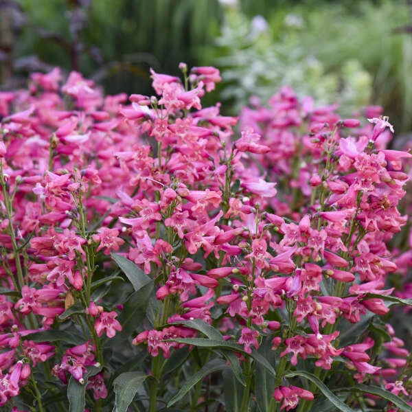 Bejeweled™ 'Pink Pearls' Beardtongue 2 Bejeweled™ 'Pink Pearls' Beardtongue - Image 2