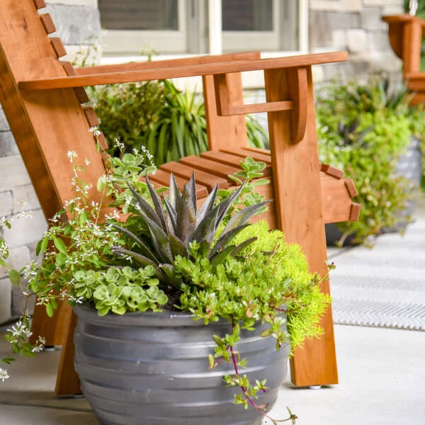 ART & SOL™ 'Thunderbird' Mangave 2 ART & SOL™ 'Thunderbird' Mangave - Image 2