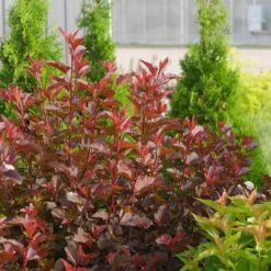 Ginger Wine® Ninebark 8 Ginger Wine® Ninebark -GREAT GARDEN PLANTS 1034 4523 popup sw