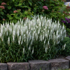Magic Show® 'White Wands' Spike Speedwell -GREAT GARDEN PLANTS 1100 3776 popup