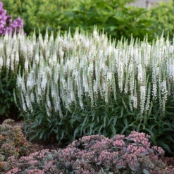 Magic Show® 'White Wands' Spike Speedwell -GREAT GARDEN PLANTS 1100 3778 popup