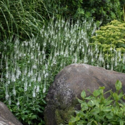 Magic Show® 'White Wands' Spike Speedwell -GREAT GARDEN PLANTS 1100 3779 popup