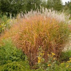 Purple Eulalia -GREAT GARDEN PLANTS 111 1217 popup sw