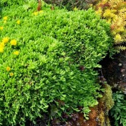 'Gold Nugget' Ice Plant -GREAT GARDEN PLANTS 115 1059 popup sw
