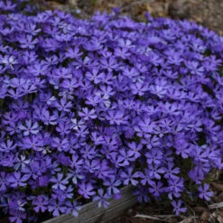 'Violet Pinwheels' Creeping Phlox -GREAT GARDEN PLANTS 116ee91bcb827ca51607a57f7cd9bae9