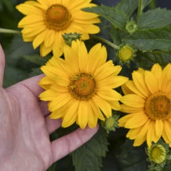 Tuscan Gold™ False Sunflower -GREAT GARDEN PLANTS 11b3c7bafa35c699d5a58be11810103a