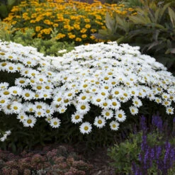 Amazing Daisies® Daisy May® Shasta Daisy -GREAT GARDEN PLANTS 12883ffa5c75e1431e04bdeb6e5df944 1