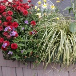 'Evergold' Sedge -GREAT GARDEN PLANTS 128 991 popup