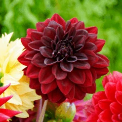 'Arabian Night' Dahlia -GREAT GARDEN PLANTS 130827cre001DahliaArabianNight 800x800 d4469fe