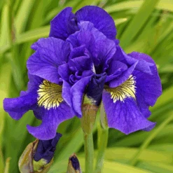 'Concord Crush' Siberian Iris -GREAT GARDEN PLANTS 150609gbo034IrisConcordCrush 800x800 7f1f261