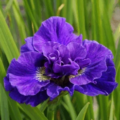 'Concord Crush' Siberian Iris -GREAT GARDEN PLANTS 160610gbo149IrissibiricaConcordCrush 800x800 6477bf7