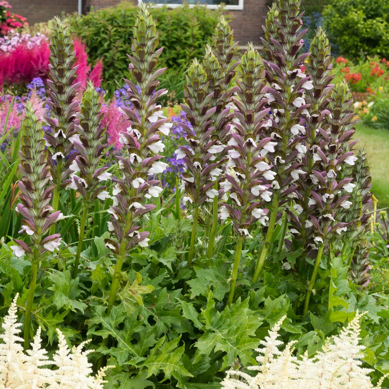 'Morning Candle' Bear's Breech 2 'Morning Candle' Bear's Breech - Image 2