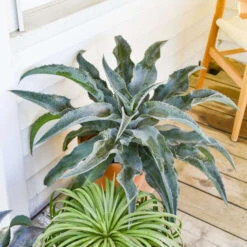 ART & SOL™ 'Catch A Wave' Mangave -GREAT GARDEN PLANTS 18423585ce1ad995b4a22fd8aeaf4826