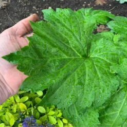 'Fusion Of Fire' Oredenia -GREAT GARDEN PLANTS 1893061fec1e46ede10a270f7f10117f