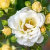 Popcorn Drift® Rose