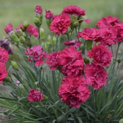 Fruit Punch® 'Cranberry Cocktail' Dianthus -GREAT GARDEN PLANTS 1b2aa4df492aff34235f0783b5d20da3