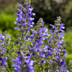 Living Large™ Big Sky Salvia -GREAT GARDEN PLANTS 1d57ccc8c8b97238f0b12807d303e1b8