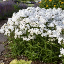 'Opening Act White' Hybrid Phlox -GREAT GARDEN PLANTS 2086636338d2bfcc9873fb0b305b67a1