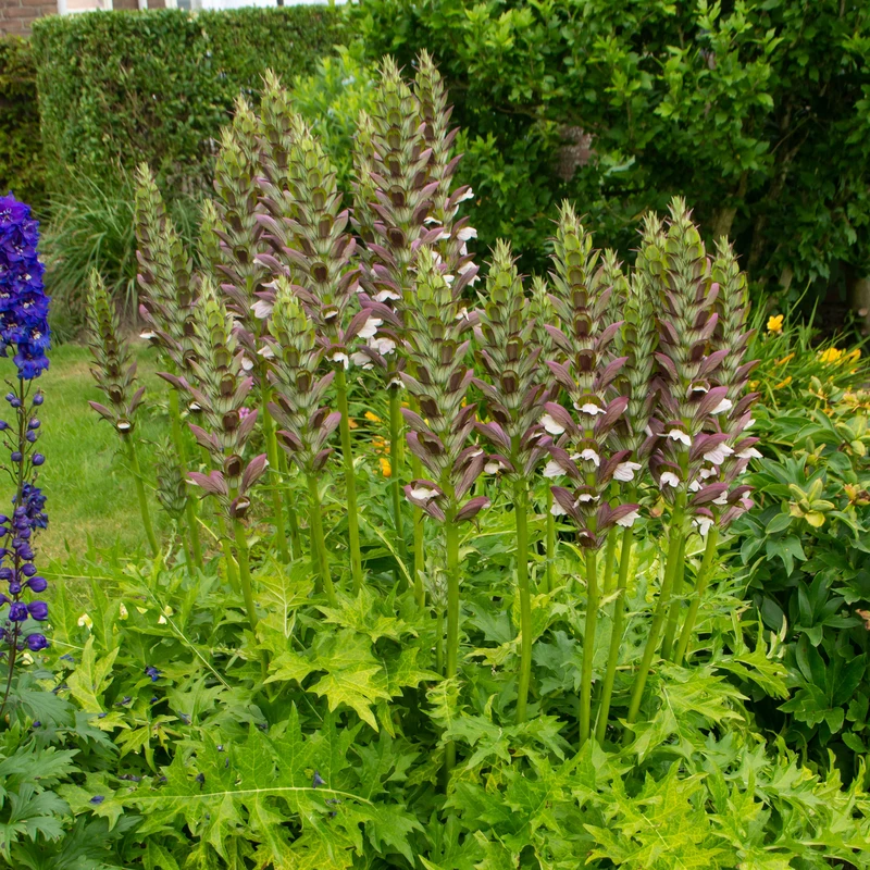 'Morning Candle' Bear's Breech 3 'Morning Candle' Bear's Breech - Image 3