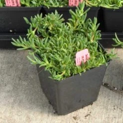 Fire Spinner® Ice Plant -GREAT GARDEN PLANTS 212 1688 popup sw