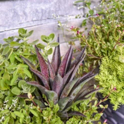 ART & SOL™ 'Thunderbird' Mangave 10 ART & SOL™ 'Thunderbird' Mangave -GREAT GARDEN PLANTS 212e879efa460cdd03e89198acb37a77