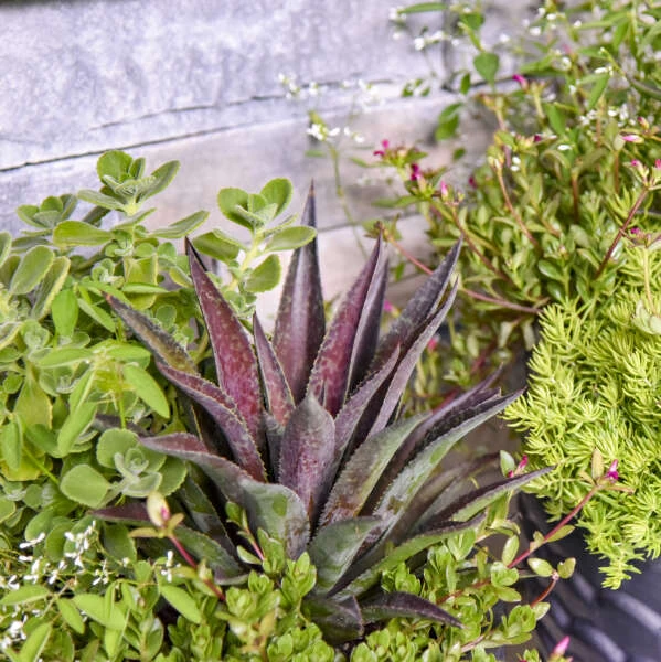 ART & SOL™ 'Thunderbird' Mangave 5 ART & SOL™ 'Thunderbird' Mangave - Image 5