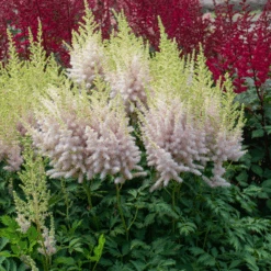 'Milk And Honey' Astilbe -GREAT GARDEN PLANTS 220701gbo051AstilbeMilkandHoney 800x800 975ced0