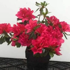 Bloom-A-Thon® Pink Double Reblooming Azalea -GREAT GARDEN PLANTS 224 1696 popup 62652c6f 9275 42ba a7d2 0fe27404ca31 sw