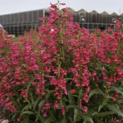 Bejeweled™ 'Rose Rhinestones' Beardtongue -GREAT GARDEN PLANTS 227120f3995c5a1935960b7899f88d8c