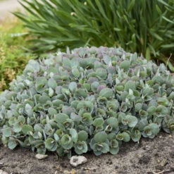 Rock 'N Round™ 'Popstar' Stonecrop -GREAT GARDEN PLANTS 227f54d52c5ff9d8c85dac352f099660