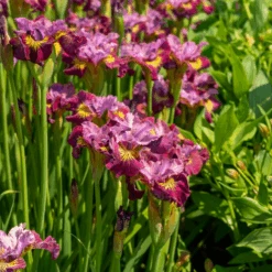 'Miss Apple' Siberian Iris -GREAT GARDEN PLANTS 230607gbo114IrissibiricaMissApple 800x800 a4777d0