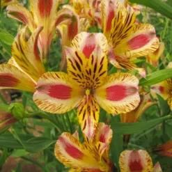 'Duchess Marguerite' Peruvian Lily
