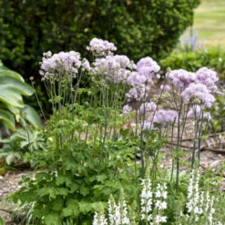 'Cotton Candy' Meadow Rue -GREAT GARDEN PLANTS 262a9238643872e11d57edc477464dbf