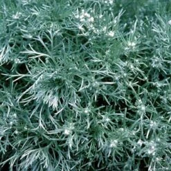 'Silver Mound' Wormwood -GREAT GARDEN PLANTS 299 1110 popup sw