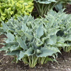 Shadowland® 'Waterslide' Hosta -GREAT GARDEN PLANTS 2cd4c1b19f8358652dc0f5a422cfcb56