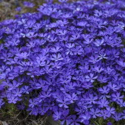 'Violet Pinwheels' Creeping Phlox -GREAT GARDEN PLANTS 2dbab699641a718b378d2e1c01eabb5f