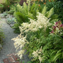 White Astilbe -GREAT GARDEN PLANTS 300 1244 popup