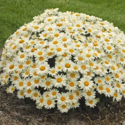 'Whoops-A-Daisy' Shasta Daisy -GREAT GARDEN PLANTS 316b0418603545106797c3e91bf9b14a