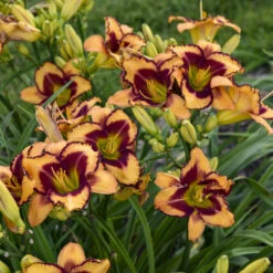 Rainbow Rhythm® 'Blazing Glory' Daylily -GREAT GARDEN PLANTS 327e0ace949ee6b43ebc4a674319a7da