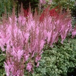 Dwarf Chinese Astilbe -GREAT GARDEN PLANTS 383 1191 popup sw
