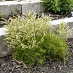 'Fairy Hair' Goatsbeard -GREAT GARDEN PLANTS 3843e0be22ede29c121287fd613c0698