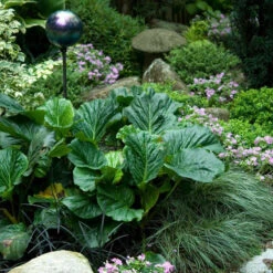 'Winterglut' Pigsqueak -GREAT GARDEN PLANTS 384 1170 popup