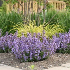 'Cat's Pajamas' Catmint -GREAT GARDEN PLANTS 3a845ce29c165e9da27f2e038ec3810d