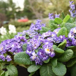 Bouquet Perfect™ 'Blue Ripples' Primrose -GREAT GARDEN PLANTS 3bd109c86d5e63603cf1d610cc29272b