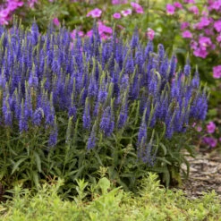 Magic Show® 'Wizard Of Ahhs' Spike Speedwell -GREAT GARDEN PLANTS 3d119fef4f97c8393c3b49baba2dc318